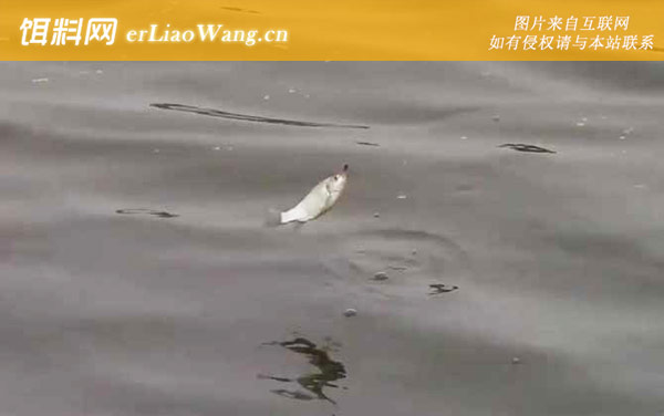 九月钓鱼钓浅水还是钓深水-深浅论述