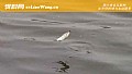 九月钓鱼钓浅水还是钓深水?