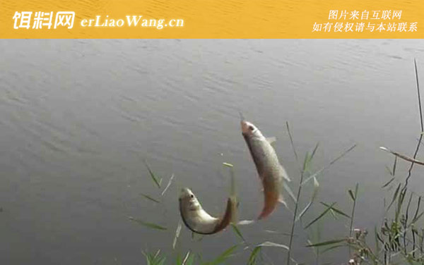 九月钓鱼:河汊口