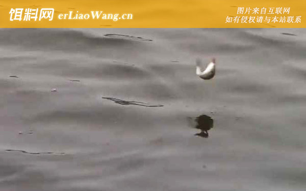 九月钓鱼:老钓位