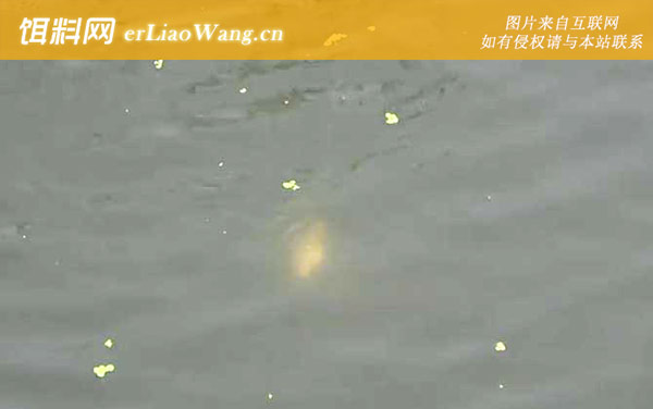 十月钓鱼:最佳天气