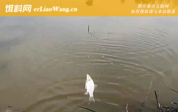 十月钓鱼:钓点选择