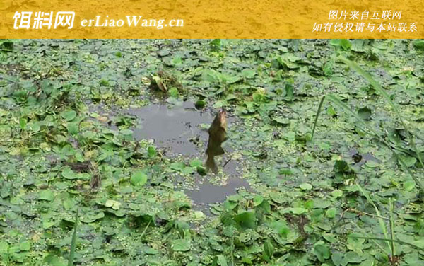 十月钓鱼钓位怎么选择才好-水草区