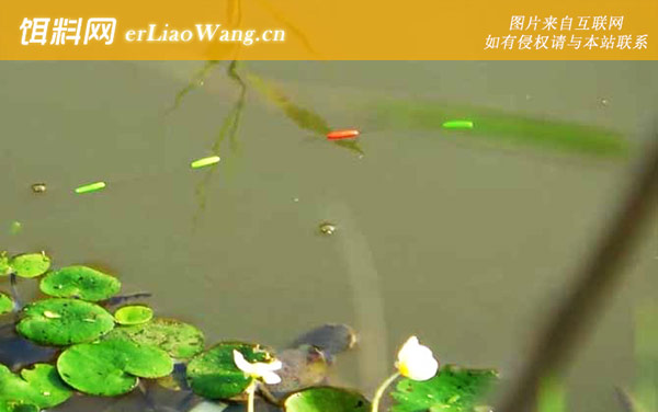 十月钓鱼:河汊口