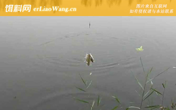 十月钓鱼:老钓位