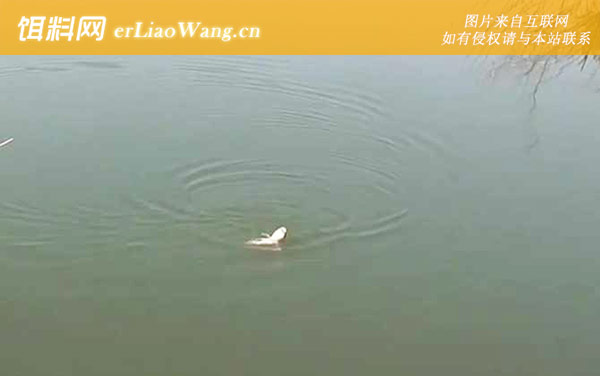 十月钓鱼什么天气最好-最佳天气