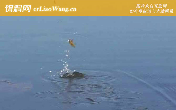 十月钓鱼:饵料选用