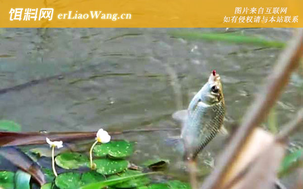 十月钓鱼:窝料选用