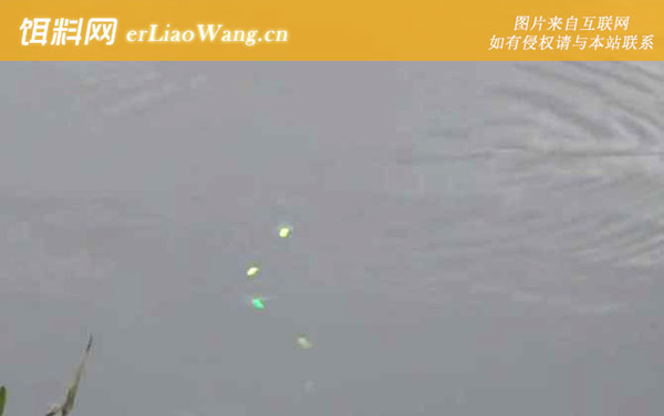 初冬野钓:窝料选用