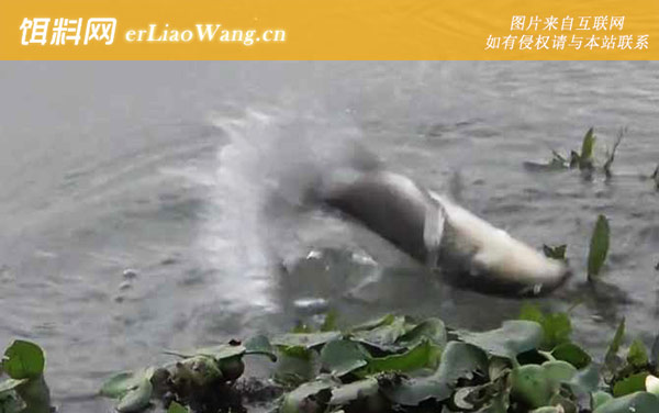 初冬野钓:饵料配方