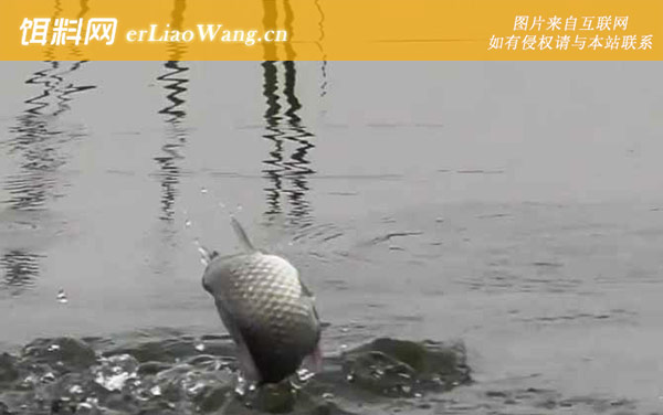 初冬钓鱼:用饵不当