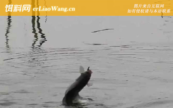 初冬钓鱼:施以逗钓