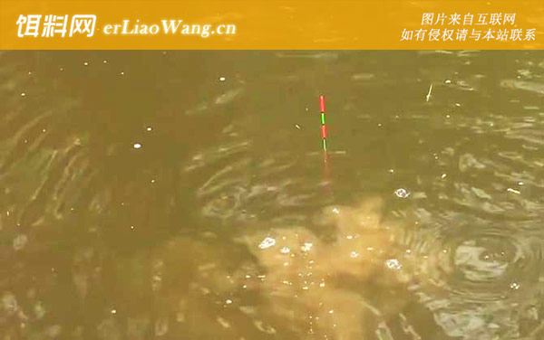 初冬钓鱼:打窝方法