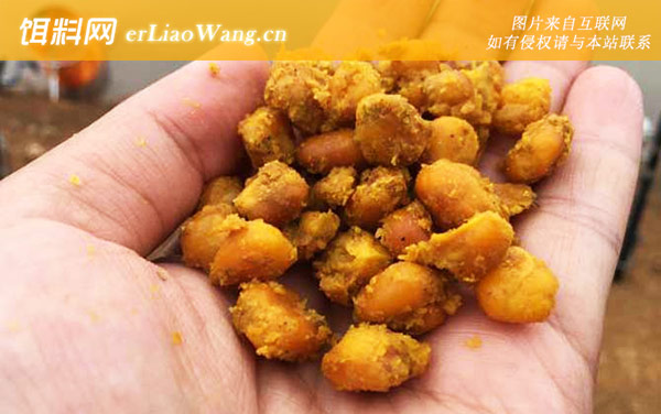 初冬钓鱼提前多长时间打窝-窝料选用