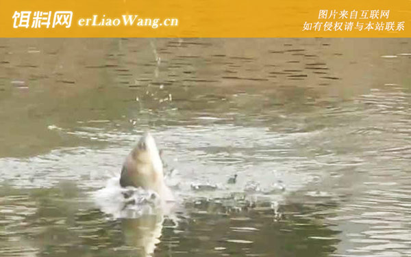 冬季钓鱼:饵料配方