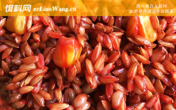 自制窝料:自制窝料