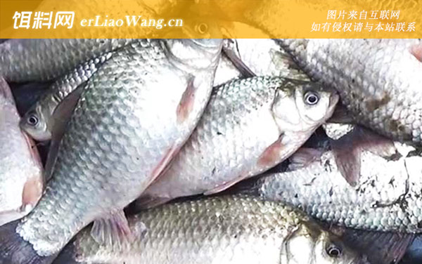 冬季钓鱼:饵料配方