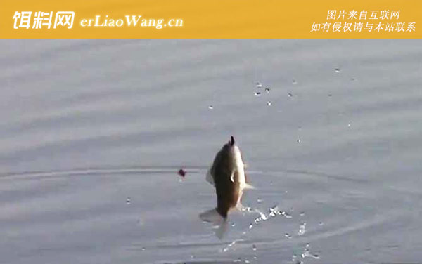 冬季钓鱼:饵料配方