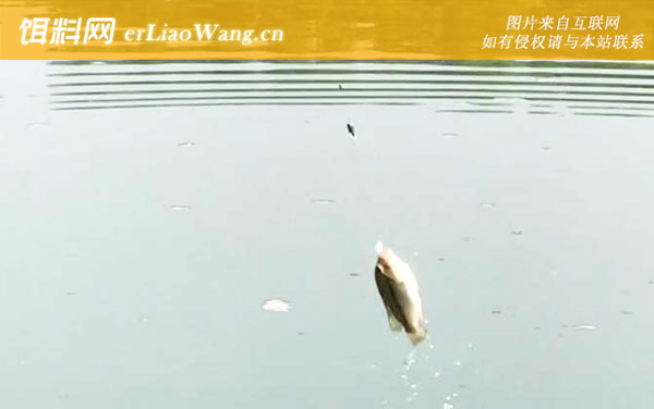 冬季钓鱼:出钓时间