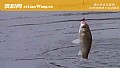 冬季钓鱼用传统钓好还是台钓好？