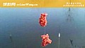 冬季钓鱼用腥饵还是香饵？