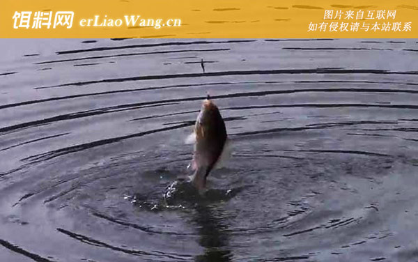 十一月钓鱼:线组