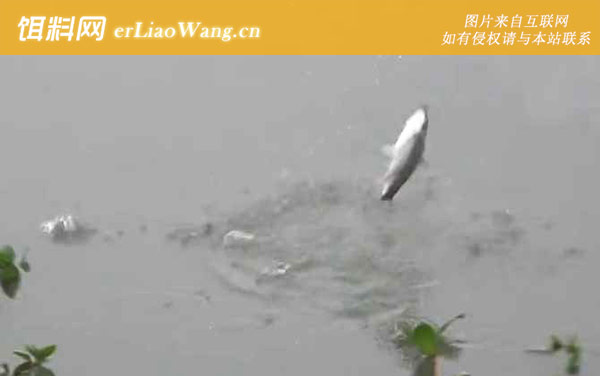 十一月钓鱼:饵料