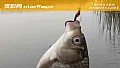 十一月钓鱼钓深水还是浅水？