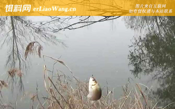 十一月钓鱼钓深水还是浅水-最佳天气