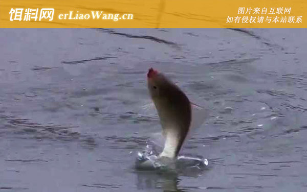 十一月钓鱼:钓点选择