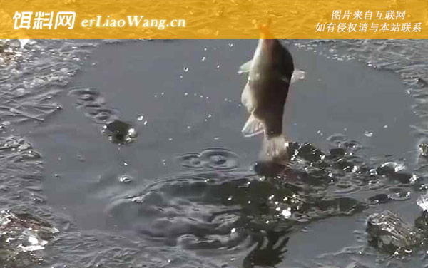 十二月钓鱼:钓点选择