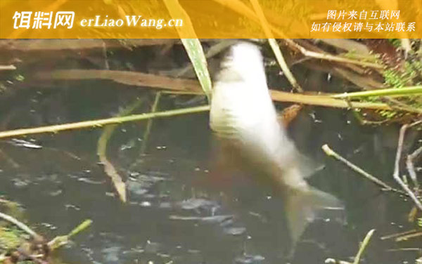 十二月钓鱼:凹湾