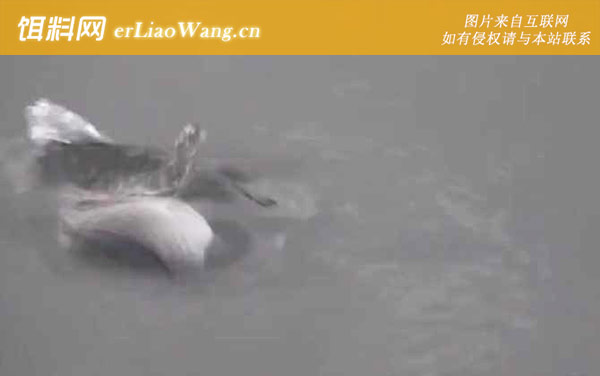 十二月份钓鱼:最佳天气