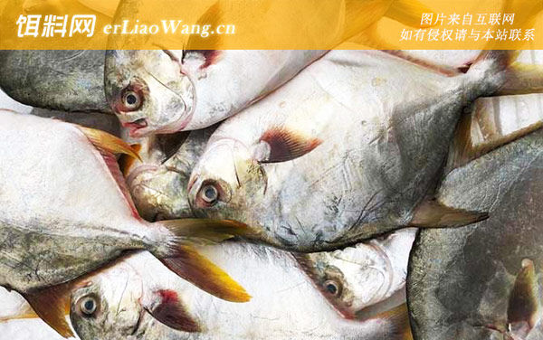 金鲳鱼:食用价值