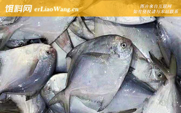 鲳鱼:常见种类