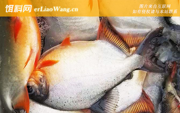 红鲳鱼:产地分布