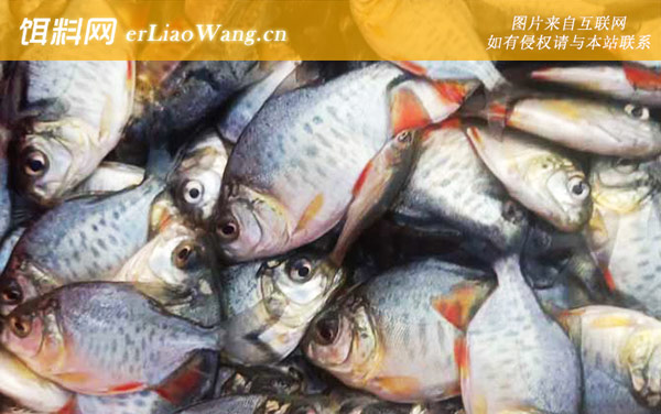 红鲳鱼:食用价值