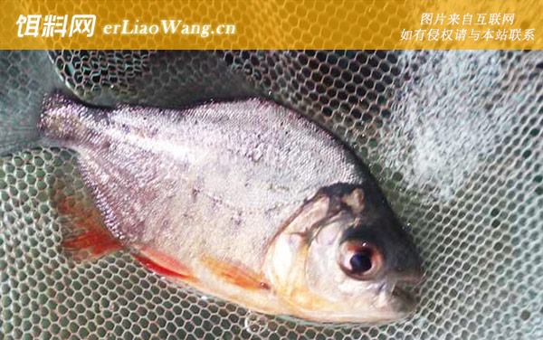 淡水白鲳:分布范围