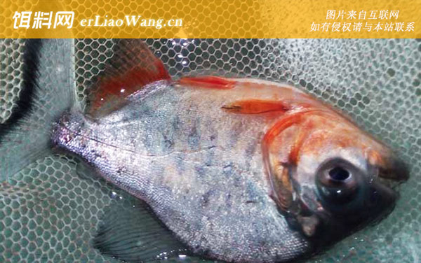 淡水白鲳:生活习性