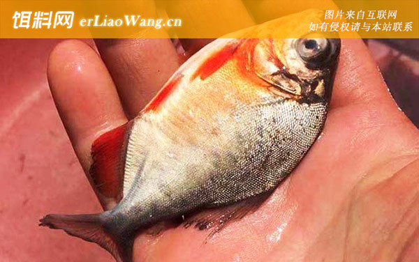 淡水白鲳:产地分布