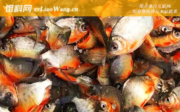 淡水白鲳:食用价值