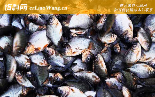 淡水白鲳:分布范围