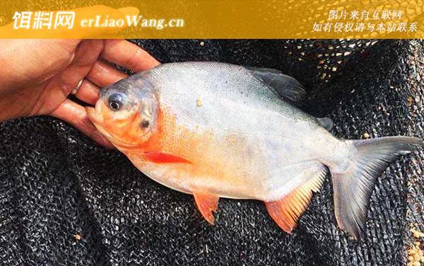 淡水白鲳:栖息环境