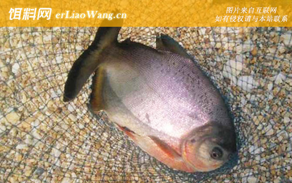 淡水白鲳:营养价值