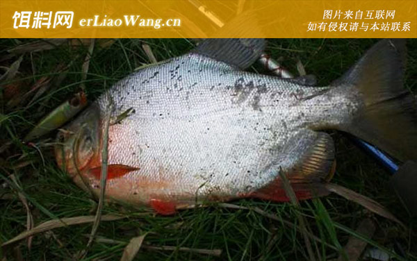 淡水白鲳:分布范围