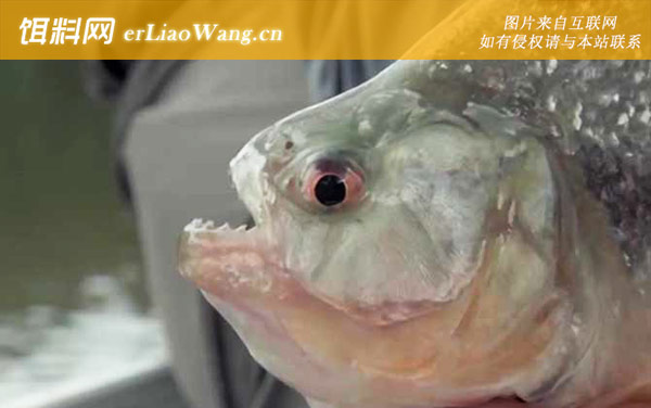 食人鲳:分布范围