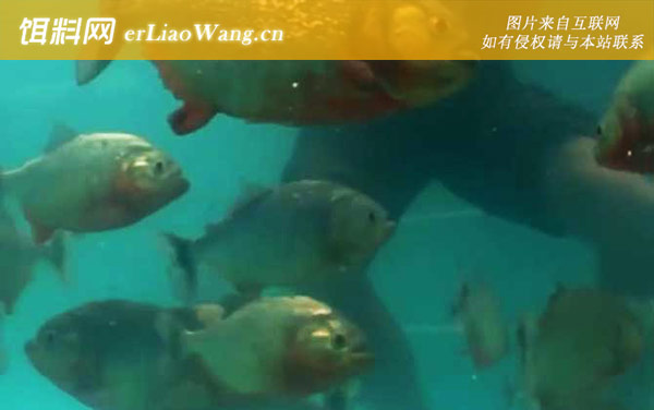 食人鲳:生活习性