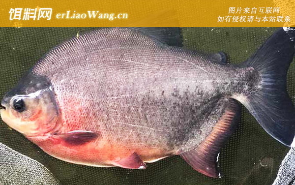 钓鲳鱼:钓具搭配