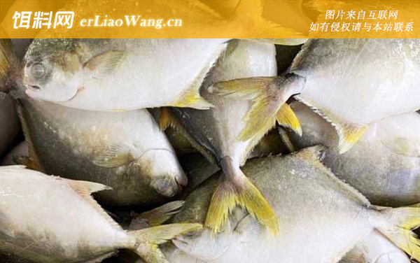 白鲳鱼:分布范围