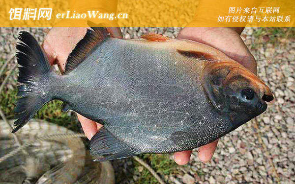 淡水白鲳:饵料选用